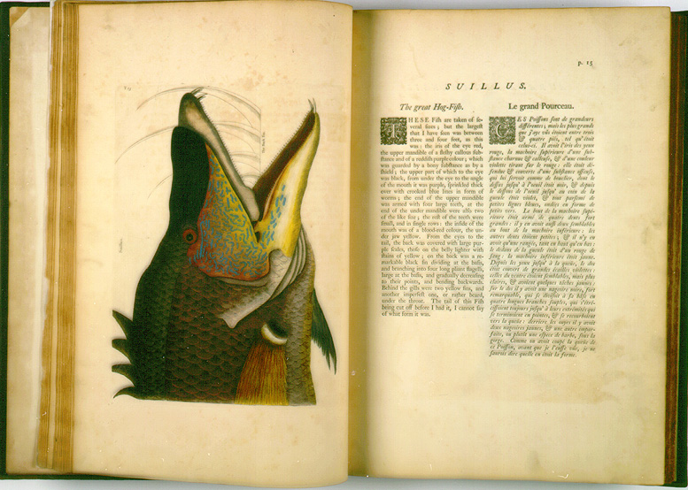 Catesby's Natural History