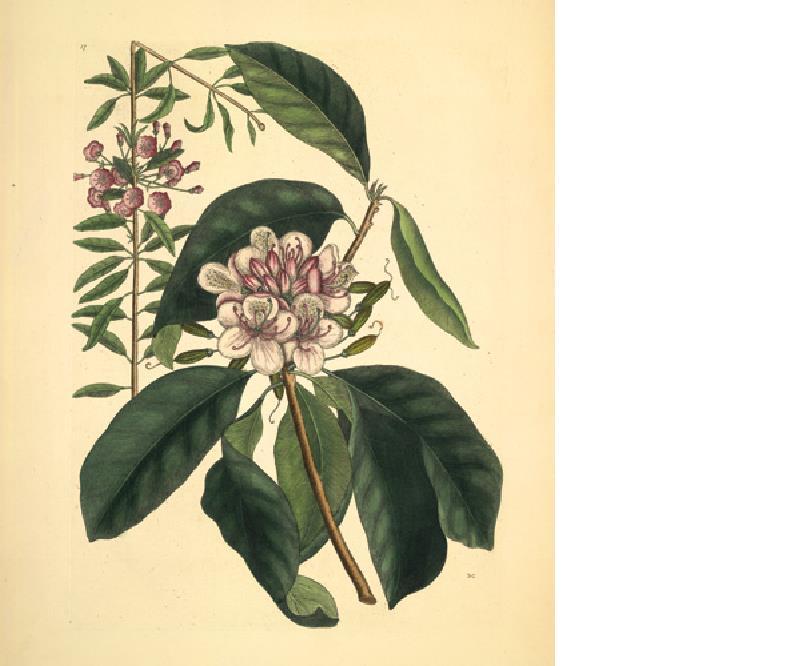 Jean Miller Skipwith.jpg