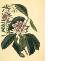 Jean Miller Skipwith.jpg