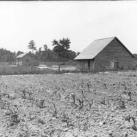 Farm, corn field.jpg