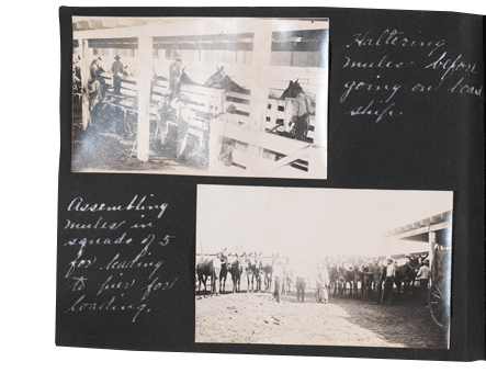 Donkey Album Page 11