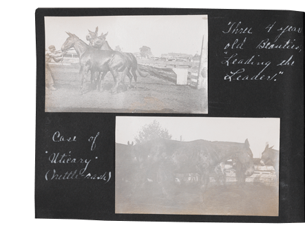 Donkey Album Page 13