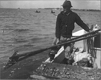 The Oyster Beds of Chesapeake Bay