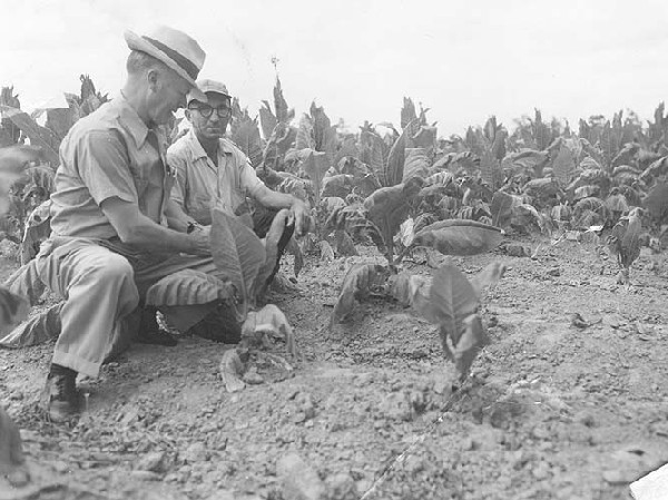 "Halifax Co., VA, photo showing tobacco treated (healthy growth) and untreated for flea beetle" July, 1953