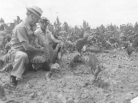 "Halifax Co., VA, photo showing tobacco treated (healthy growth) and untreated for flea beetle"