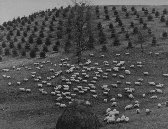 Sheep grazing in the Southwest Virginia Bottomlands
