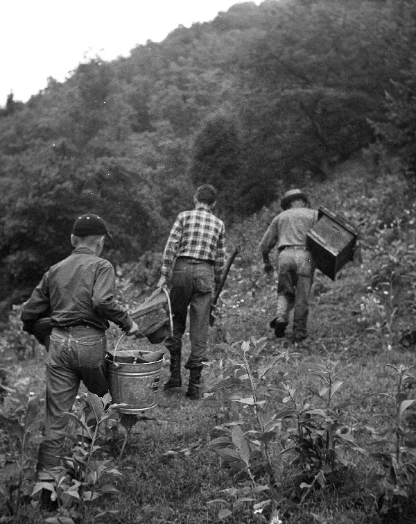 Bee Hunting, n.d.