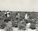 Mary Washington Students Picking Peonies Collection: Special Collections, Simpson Library, University of Mary Washington, Fredericksburg, Virginia