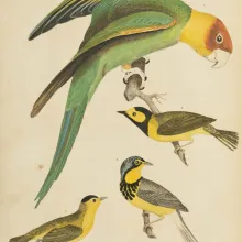 Hand-colored illustration of a parrot and three finches