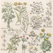 Botanical illustration showing the scientific names of many different flowers, with yellow, pink, and white blossoms